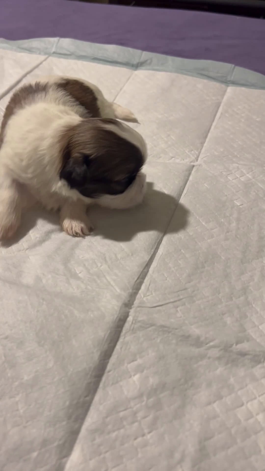 Shih Tzu dogs for sale: Sandy - Video 1