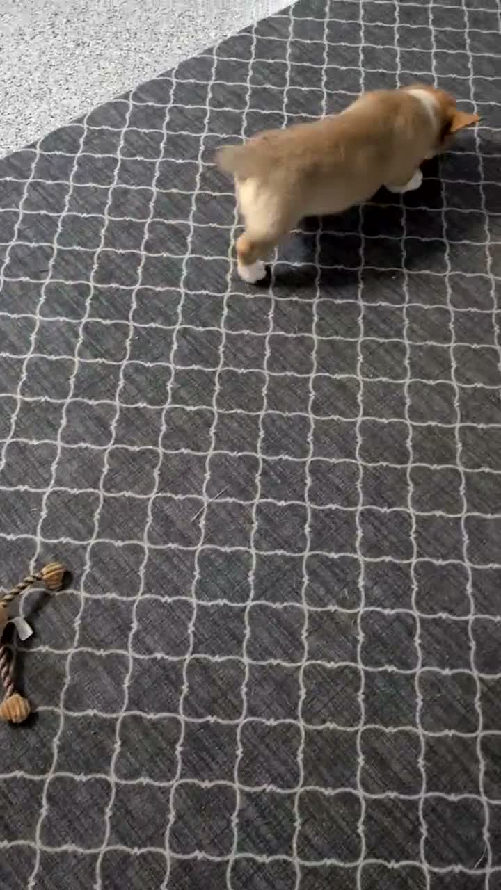 Welsh Corgi Pembroke dogs for sale: Namor  - Video 1