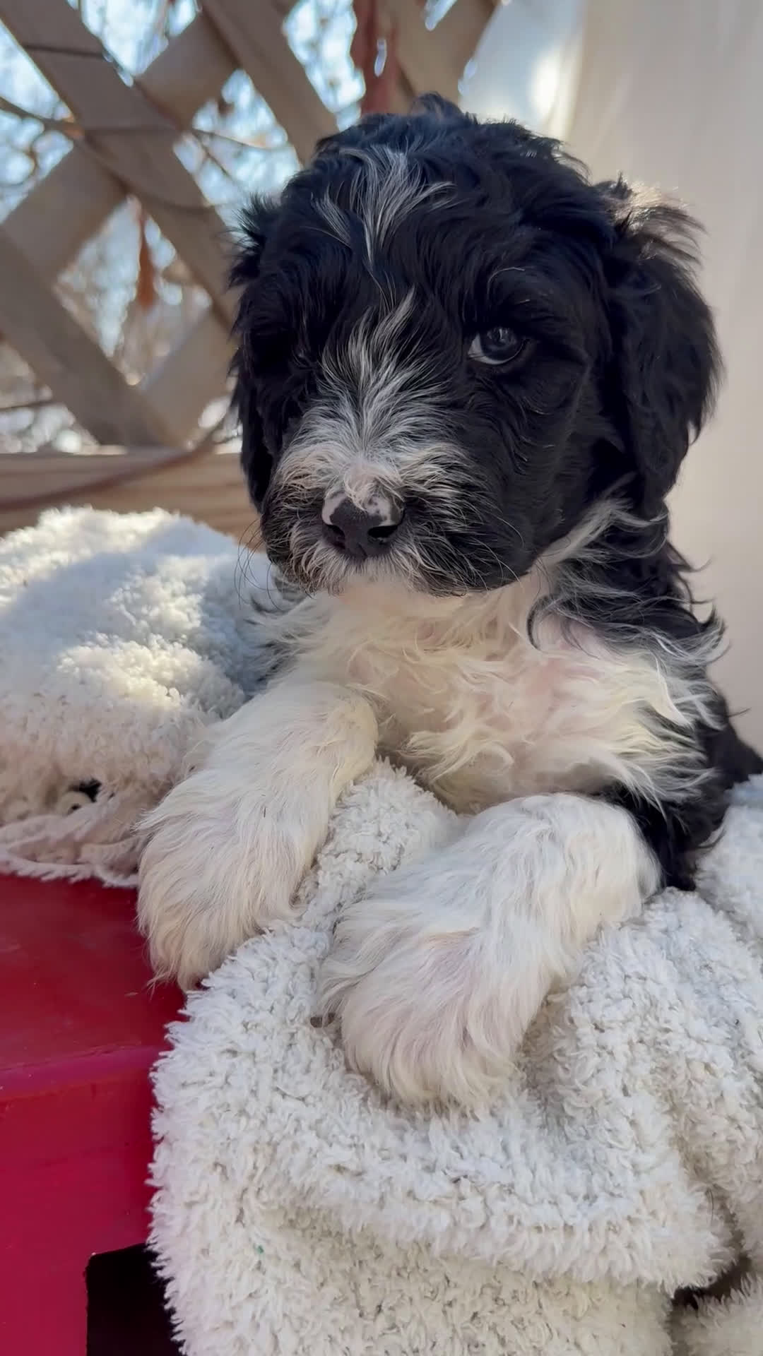 Mixed Breed dogs for sale: Diamont - Video 2