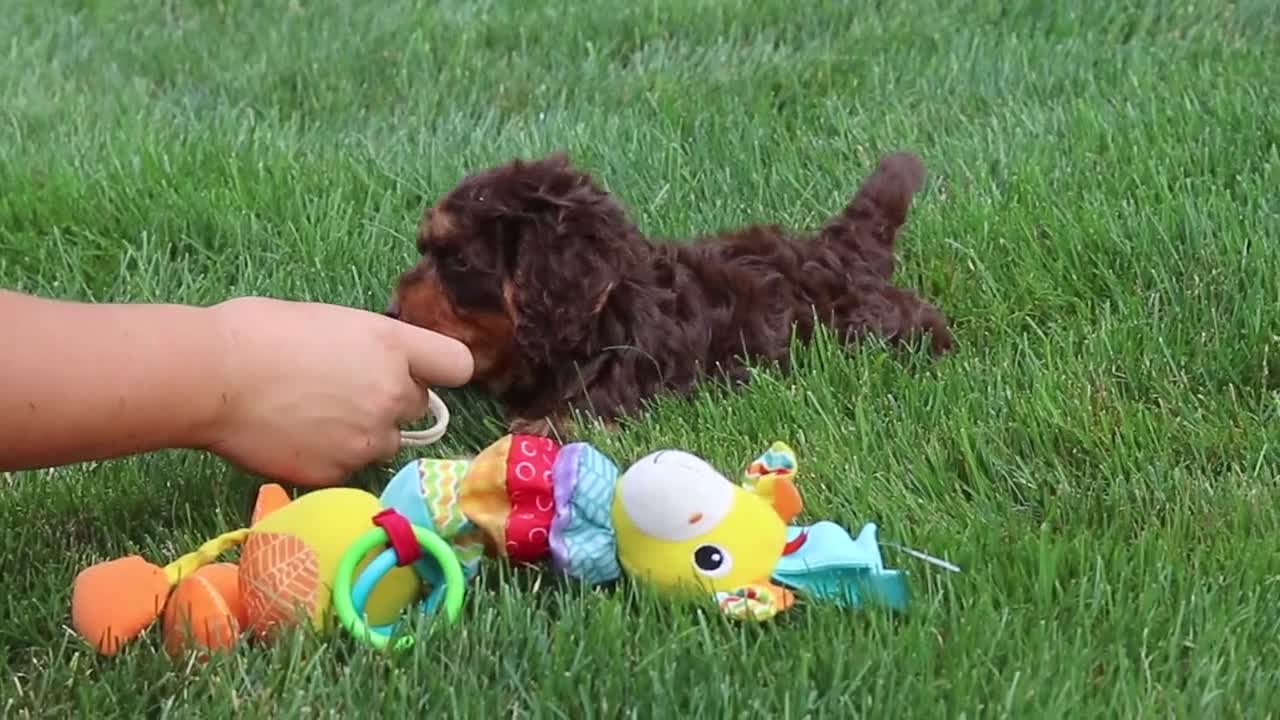 Cockapoo dogs for sale: Seth - Video 1