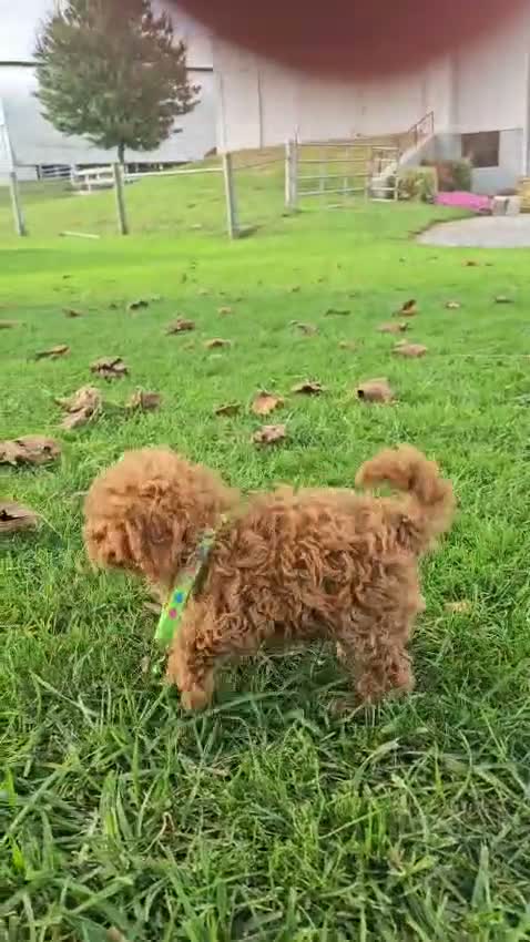 Toy Poodle dogs for sale: Calista - Akc Teacup Poodle POTTY TRAINED - Video 2