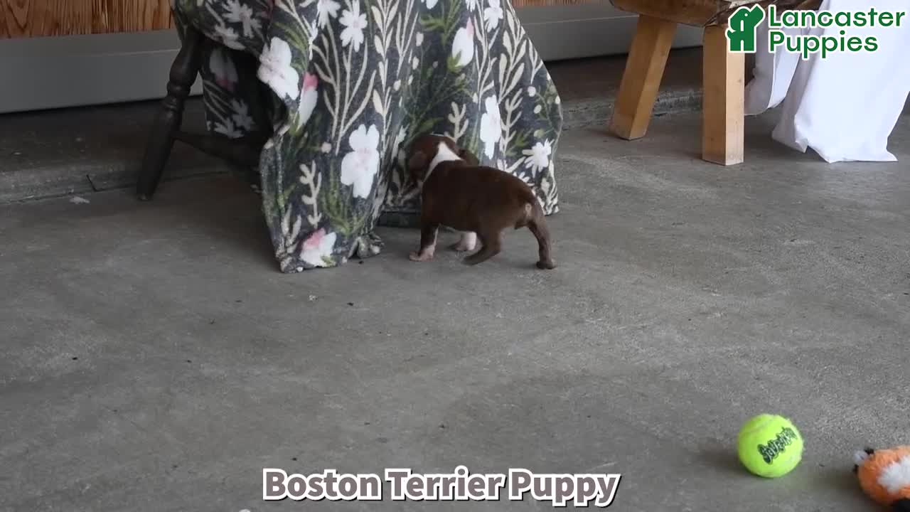 Boston Terrier dogs for sale: Heidi - Video 1