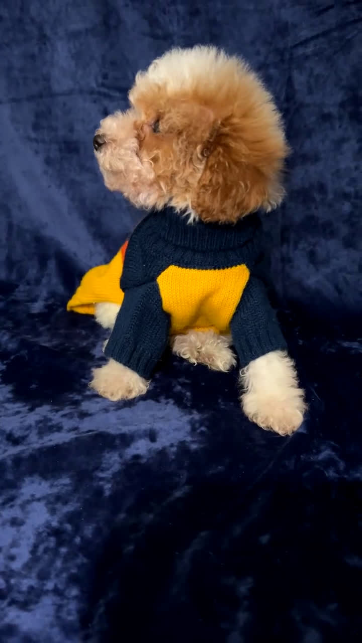 Toy Poodle dogs for sale: Toy Poodle Puppy 1 - Video 1