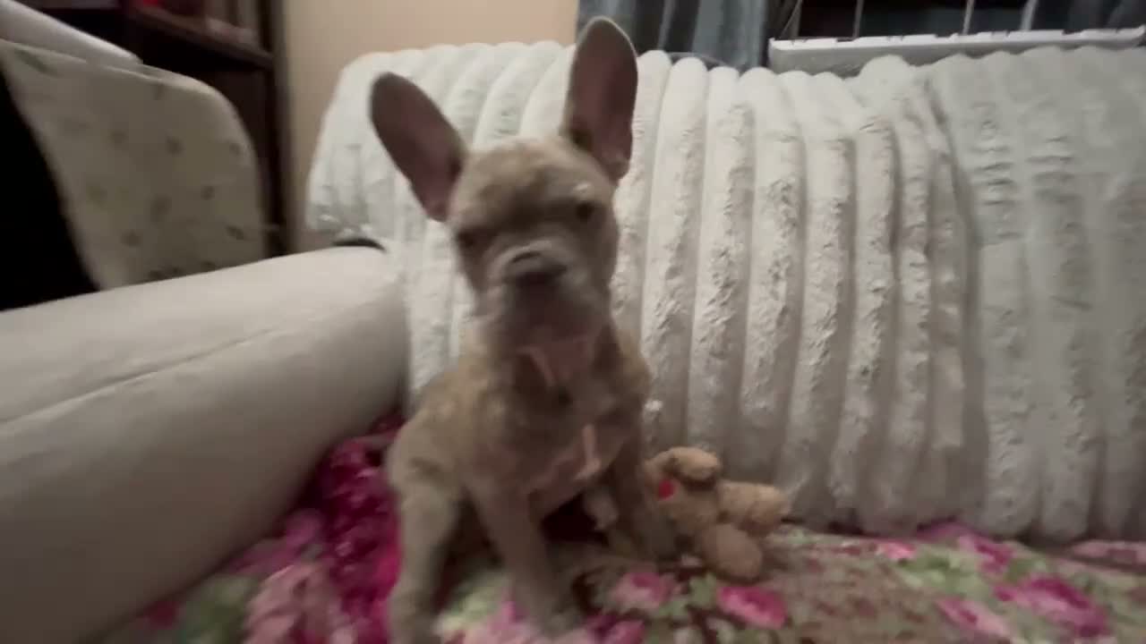 French Bulldog dogs for sale: Charlotte - Video 1