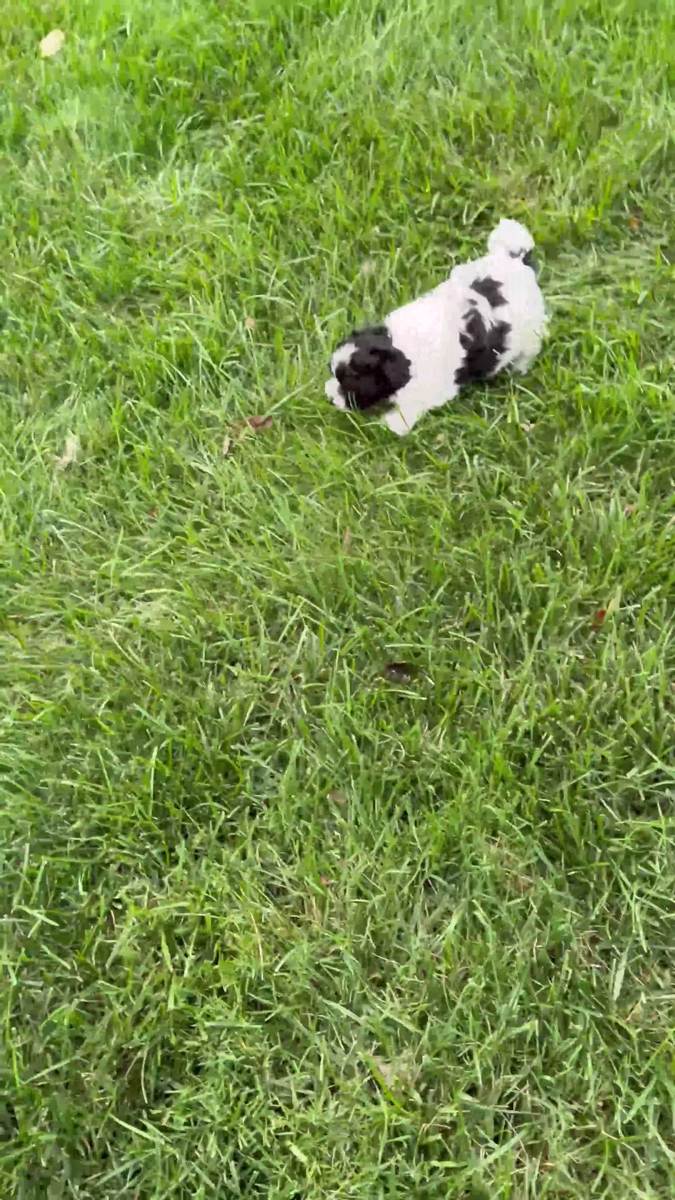 Mixed Breed dogs for sale: Max - Video 1