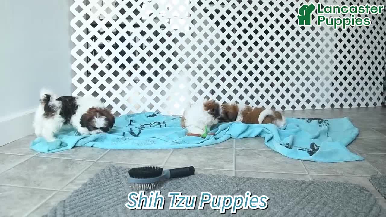 Shih Tzu dogs for sale: Oscar - Video 1