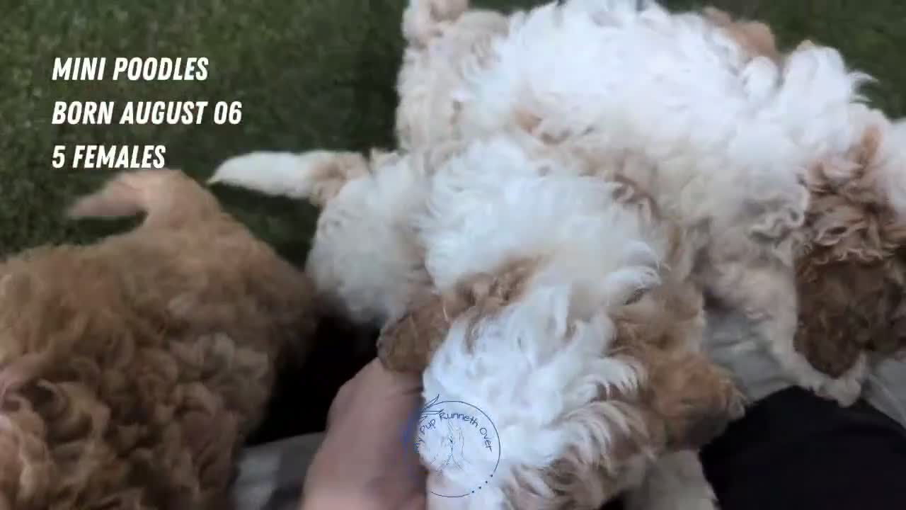 Miniature Poodle dogs for sale: Lady  - Video 3