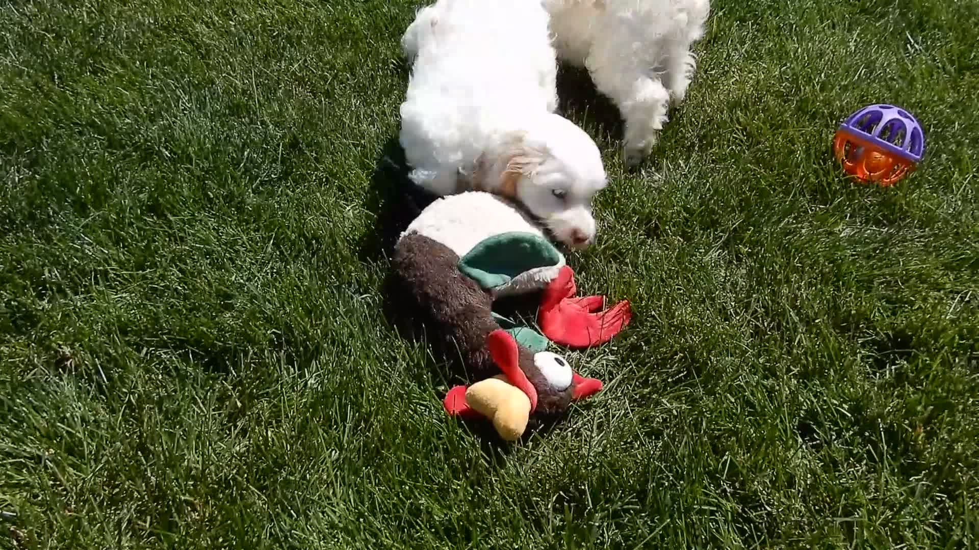 Cockapoo dogs for sale: Lucky - Video 1
