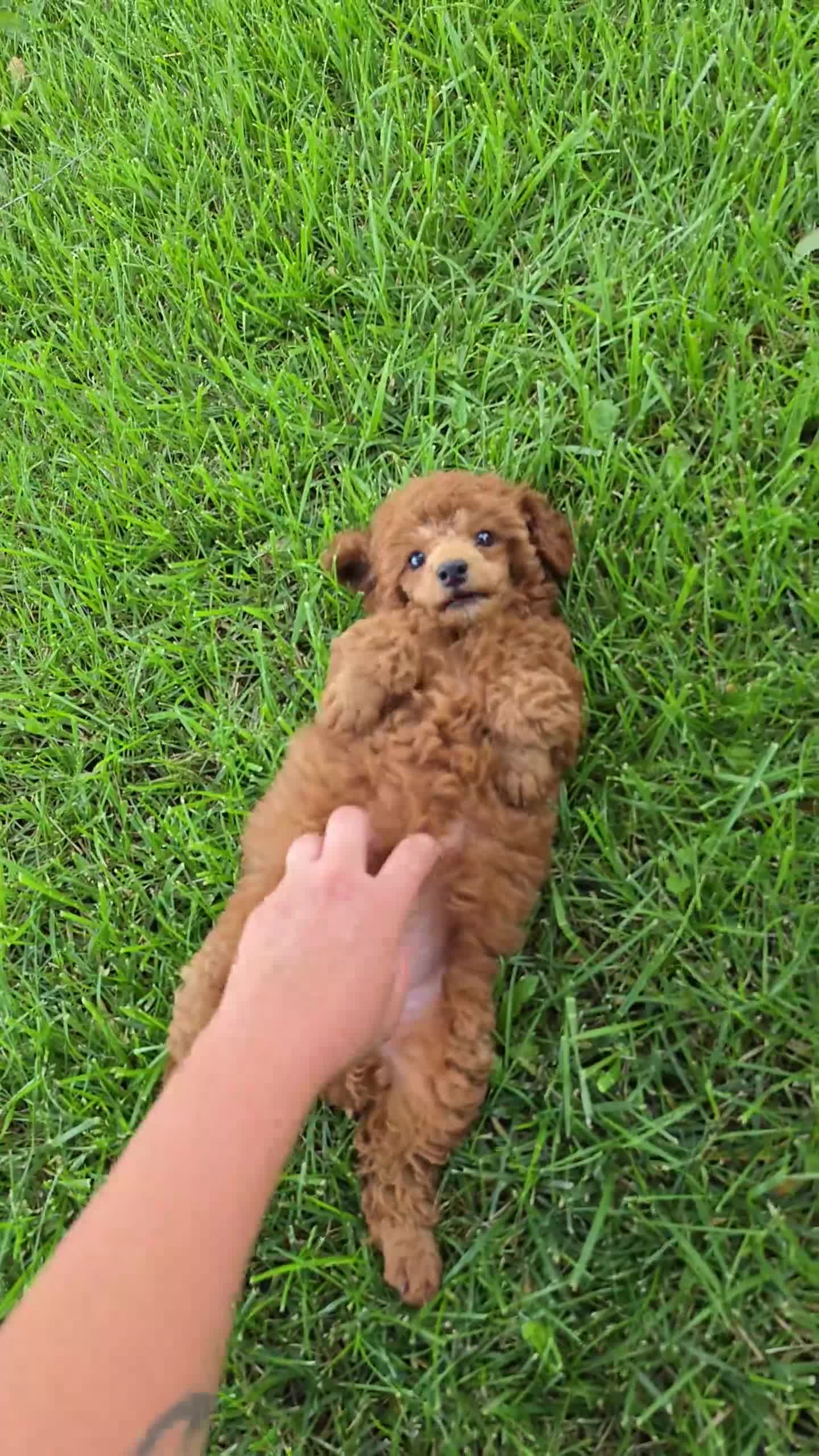 Mixed Breed dogs for sale: Nugget - Video 1