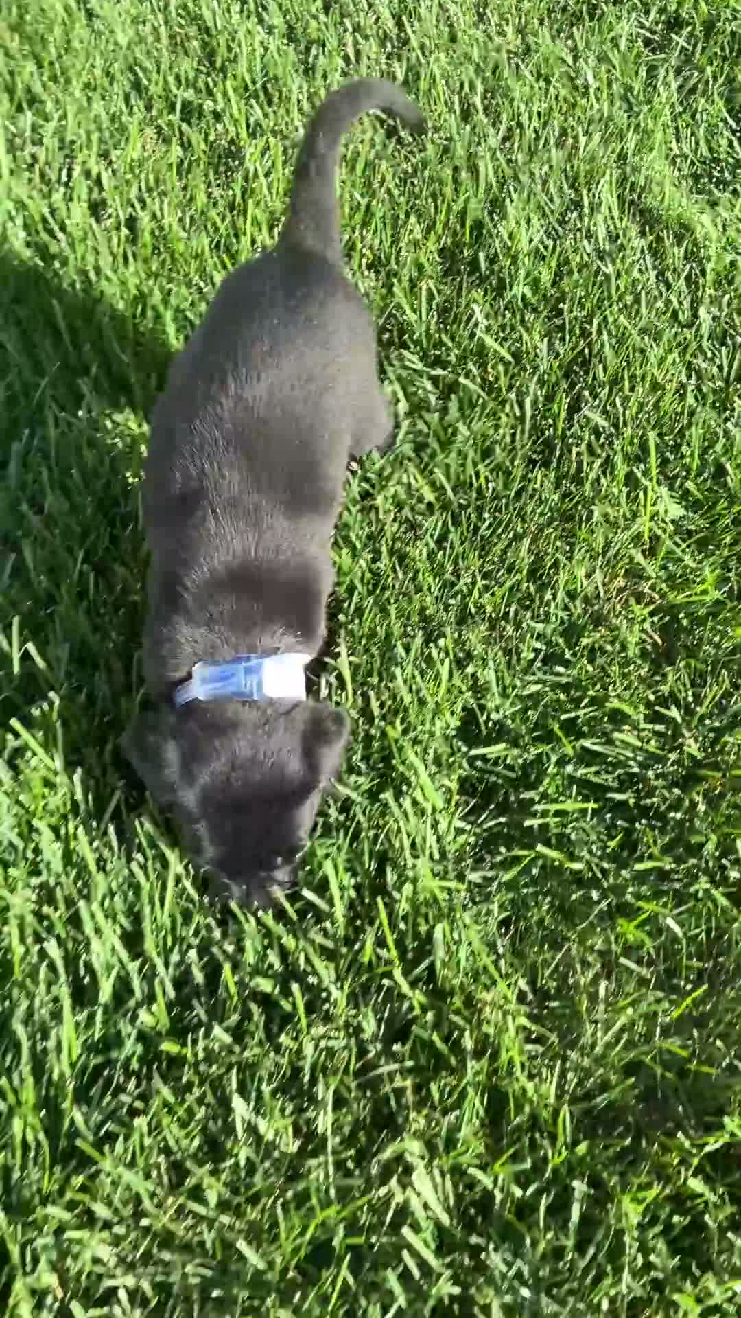 Labrador Retriever dogs for sale: Misty - Video 1