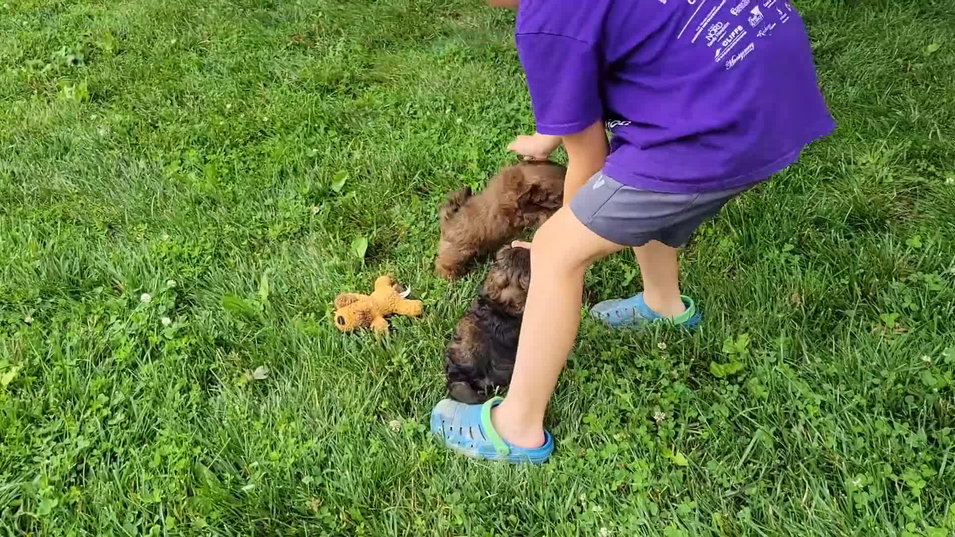 Shihpoo dogs for sale: Sterling - Video 1