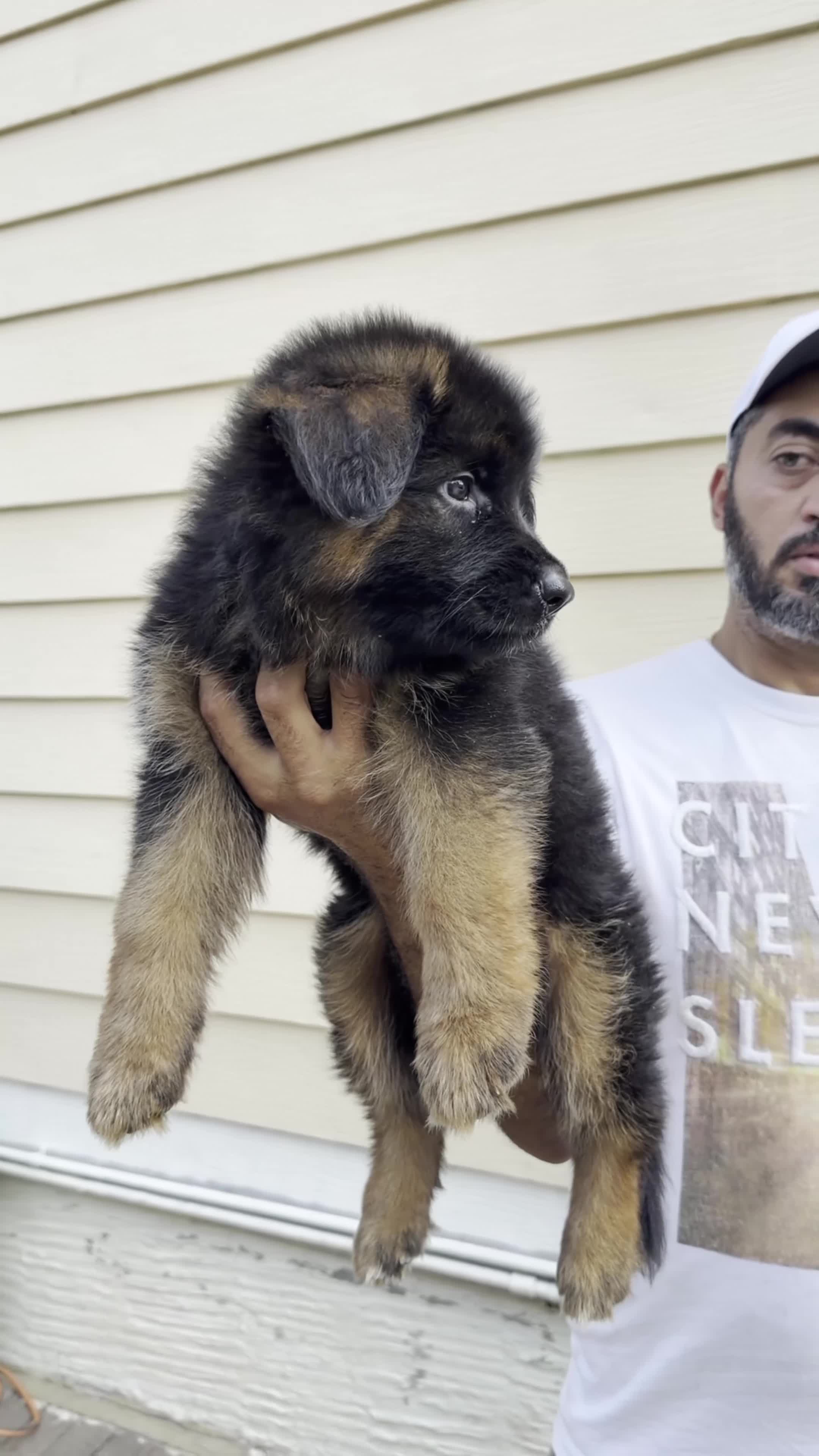 German Shepherd dogs for sale: German Shepherd 3 - Video 2
