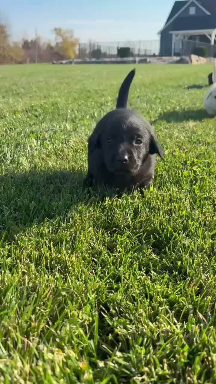 Labrador Retriever dogs for sale: Labrador Retriever 9 - Video 1