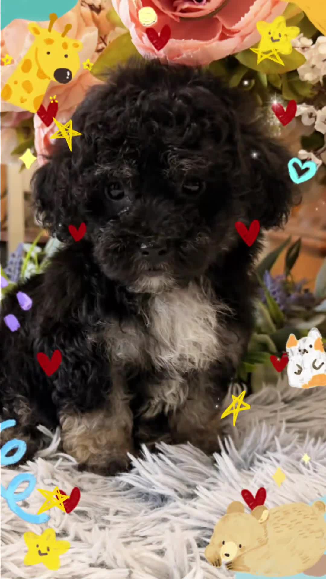 Maltipoo dogs for sale: Maltipoo 3 - Video 4