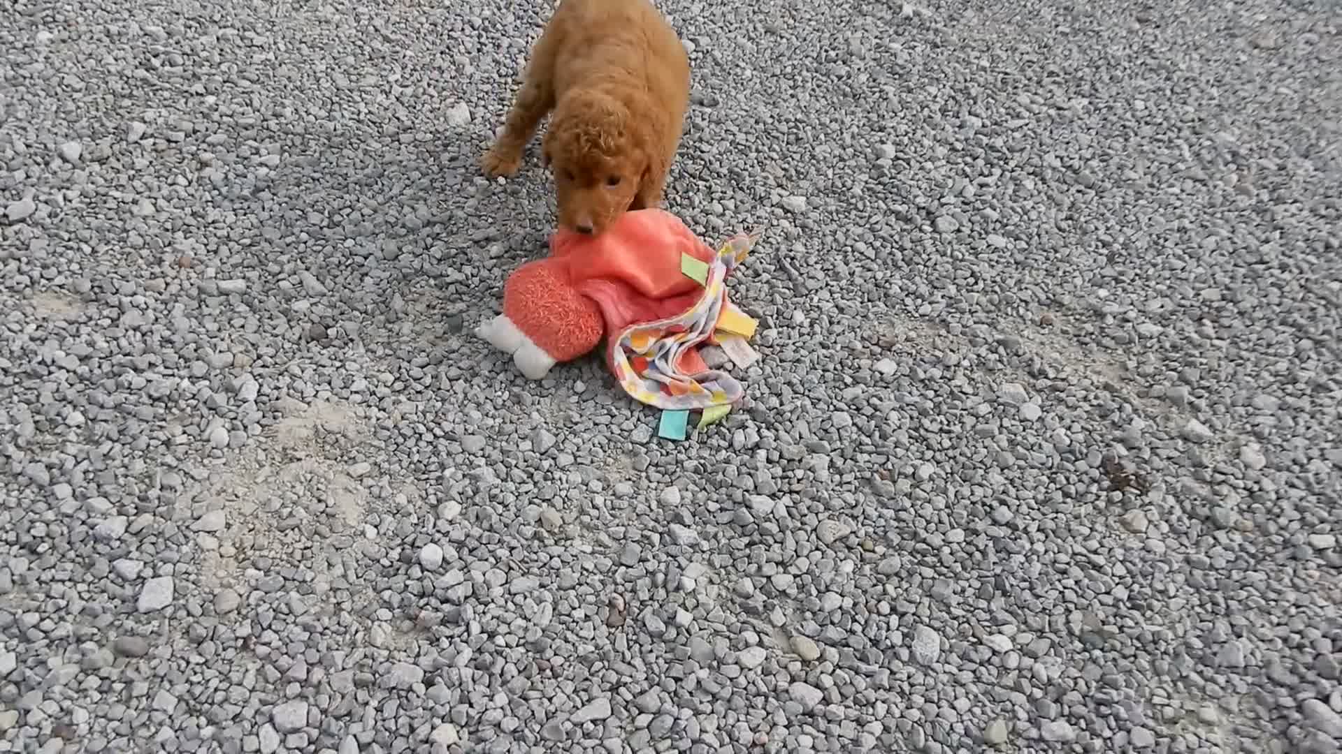 Mini Goldendoodle dogs for sale: Sunny - Video 2