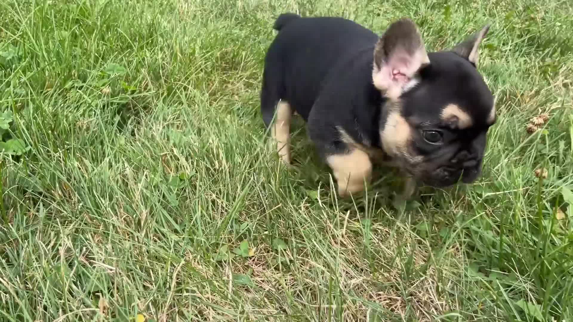 French Bulldog dogs for sale: Lucy  - Video 4