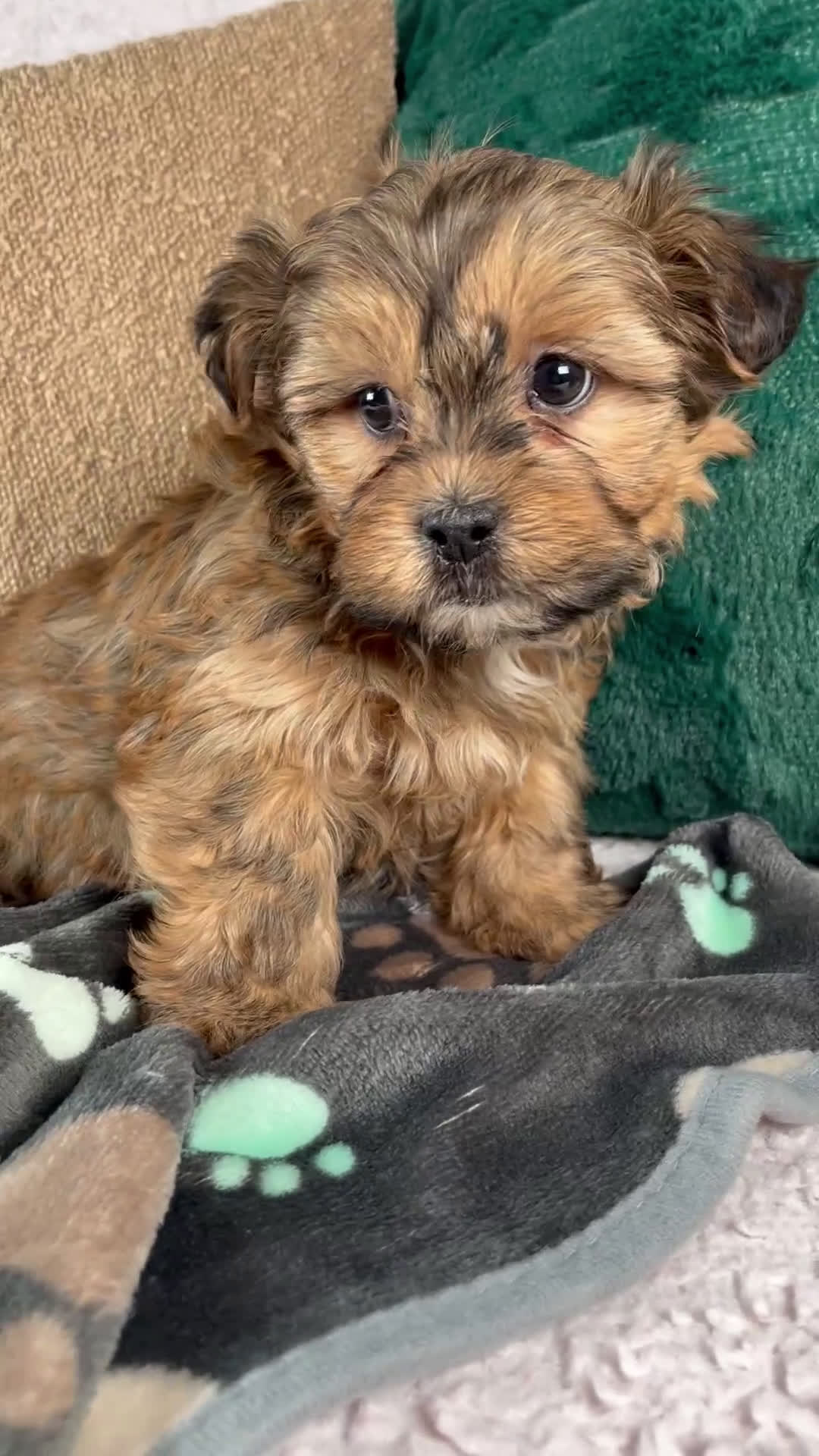 Shorkie dogs for sale: Isaac - Video 1