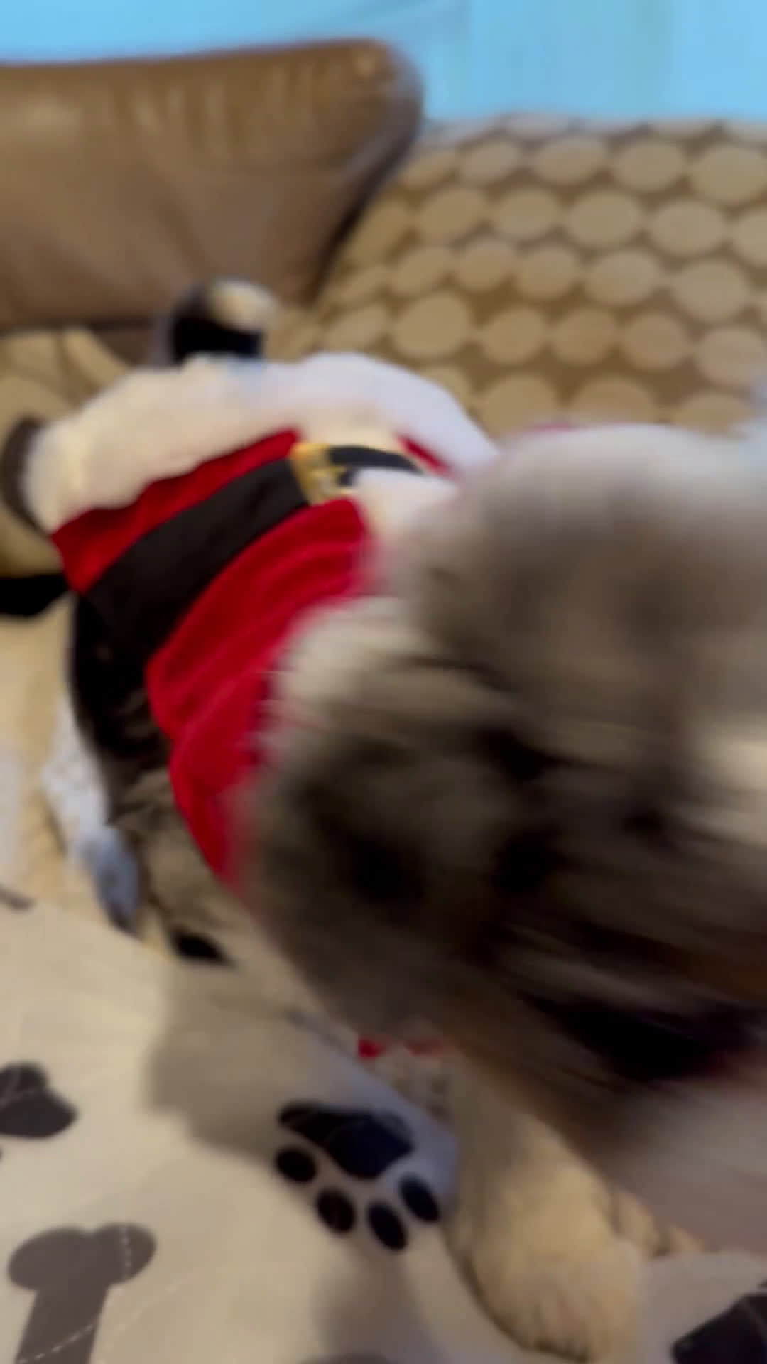 Mini Aussiedoodle dogs for sale: Goose - Video 1