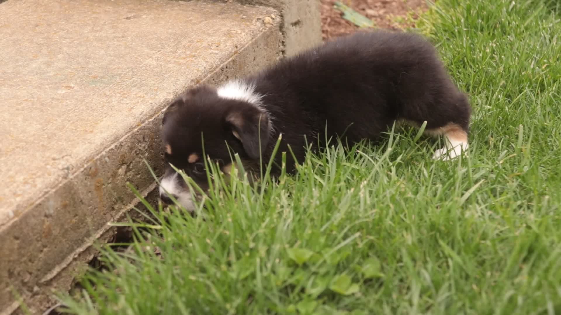 Welsh Corgi Pembroke dogs for sale: Zane - Video 1