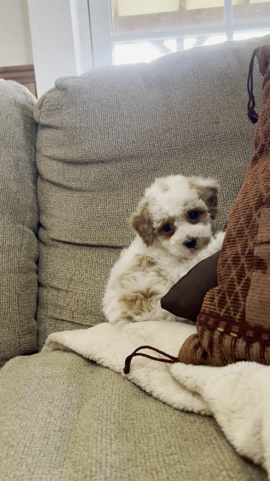 Toy Poodle dogs for sale: Gizmo - Video 2
