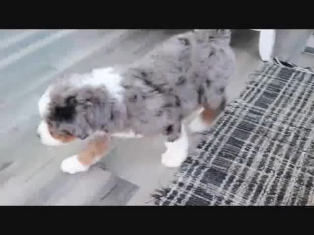 Mini Bernedoodle dogs for sale: Ellie - Video 2