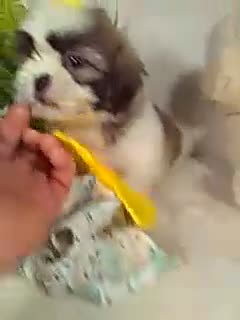Shih Tzu dogs for sale: Macy - Video 1