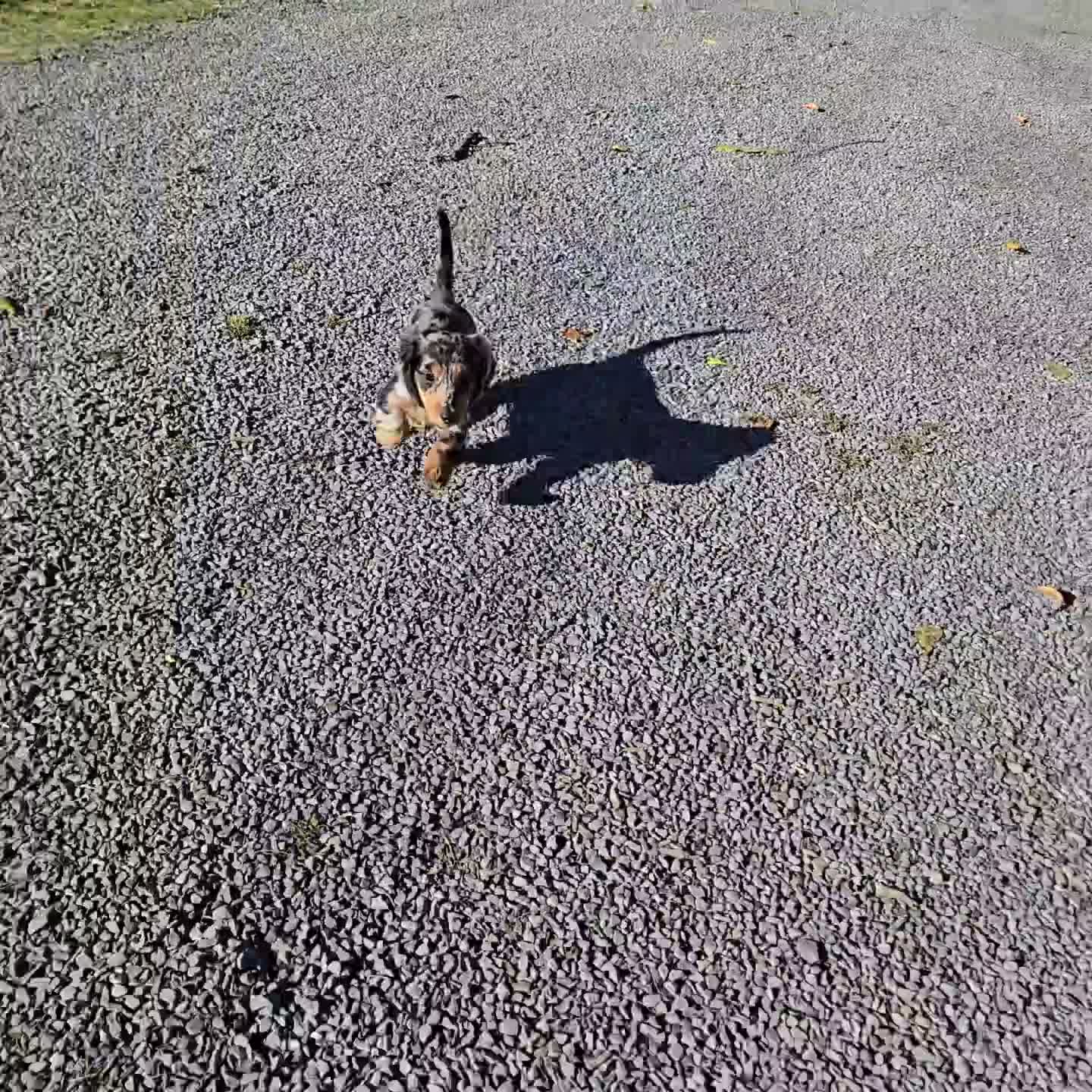 Miniature Dachshund dogs for sale: Tracy - Video 1