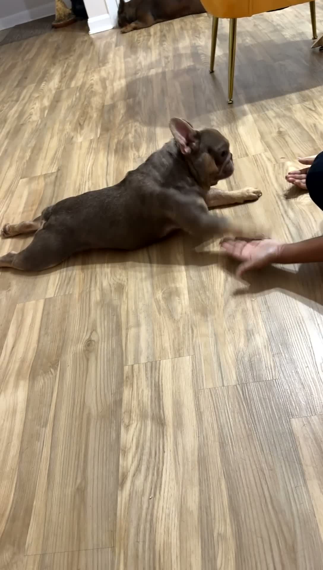 French Bulldog dogs for sale: French Bulldog 3 - Video 1