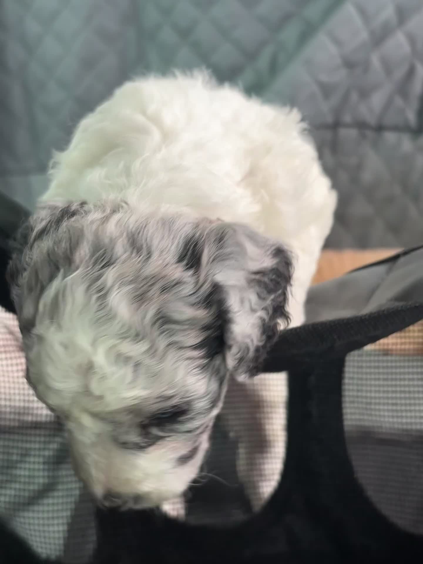 Mini Goldendoodle dogs for sale: BENTLEY  - Video 1