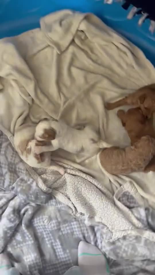 Mini Goldendoodle dogs for sale: Mini Goldendoodle Puppy 2 - Video 1