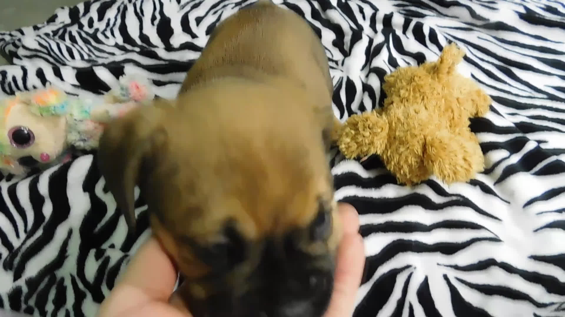 Mixed Breed dogs for sale: Bella - Video 1