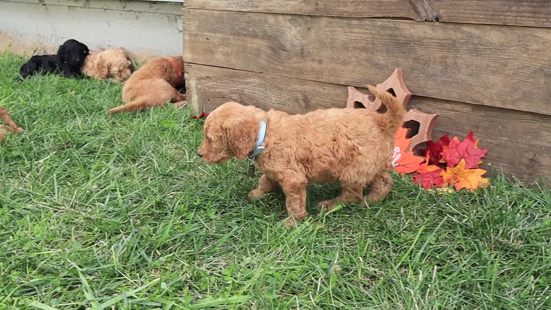 Goldendoodle dogs for sale: Noah - Video 7