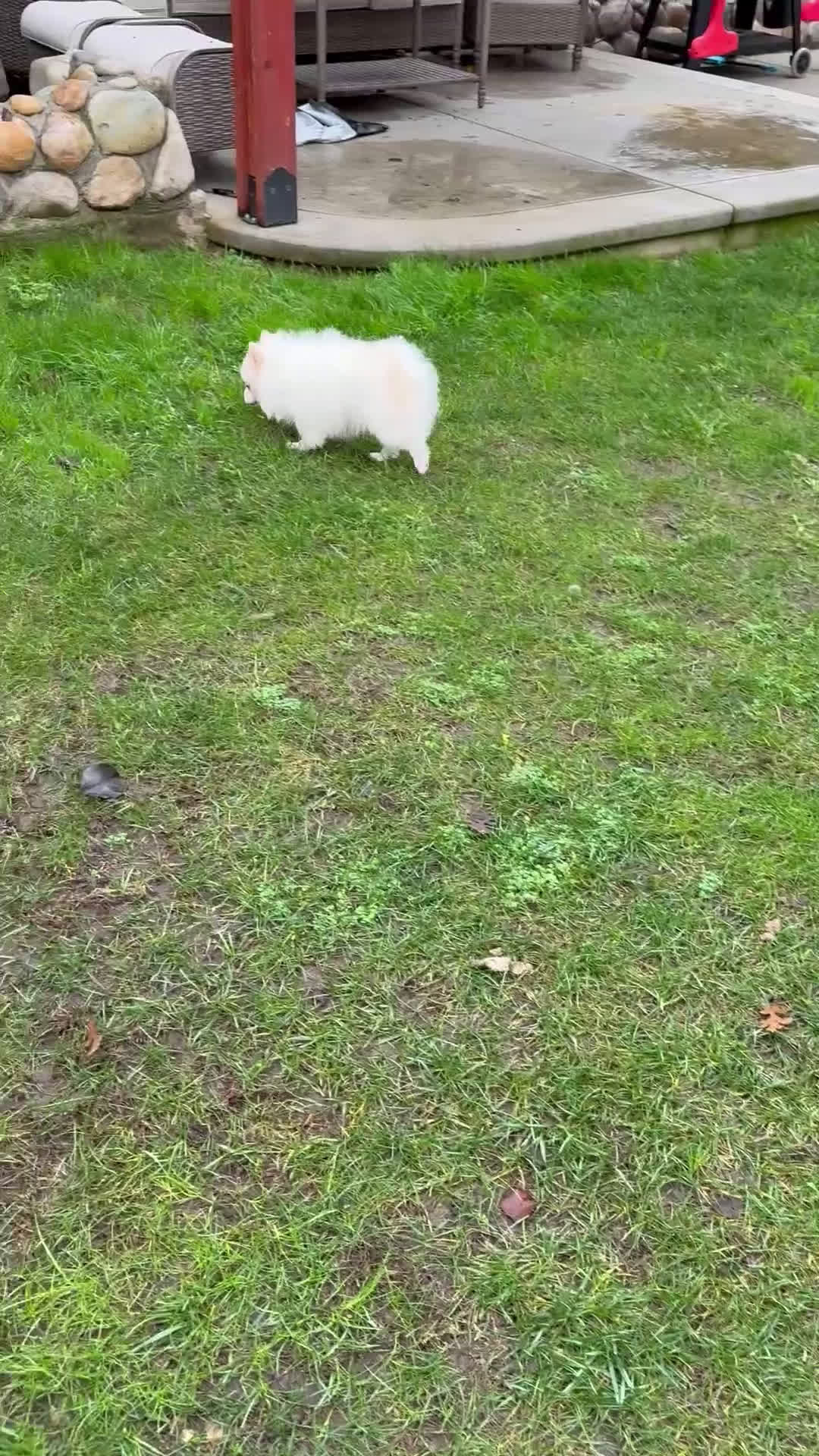 Pomeranian dogs for sale: Spunky ♥️ - Video 2