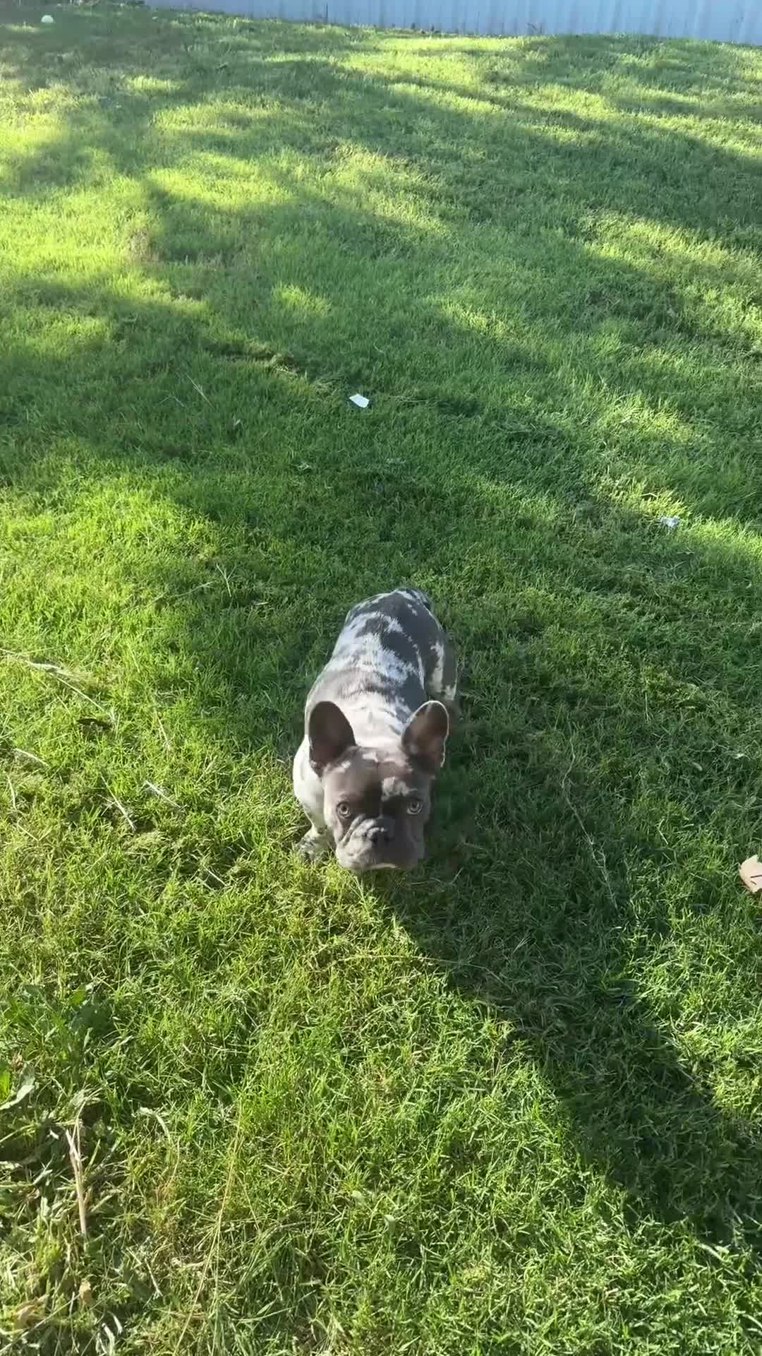 French Bulldog dogs for sale: French Bulldog merle - Video 1