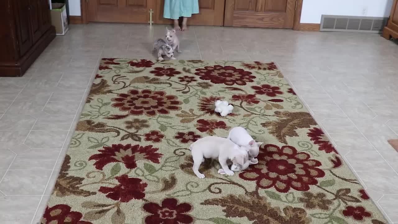 Frenchton dogs for sale: Little Boy Blue - Video 1