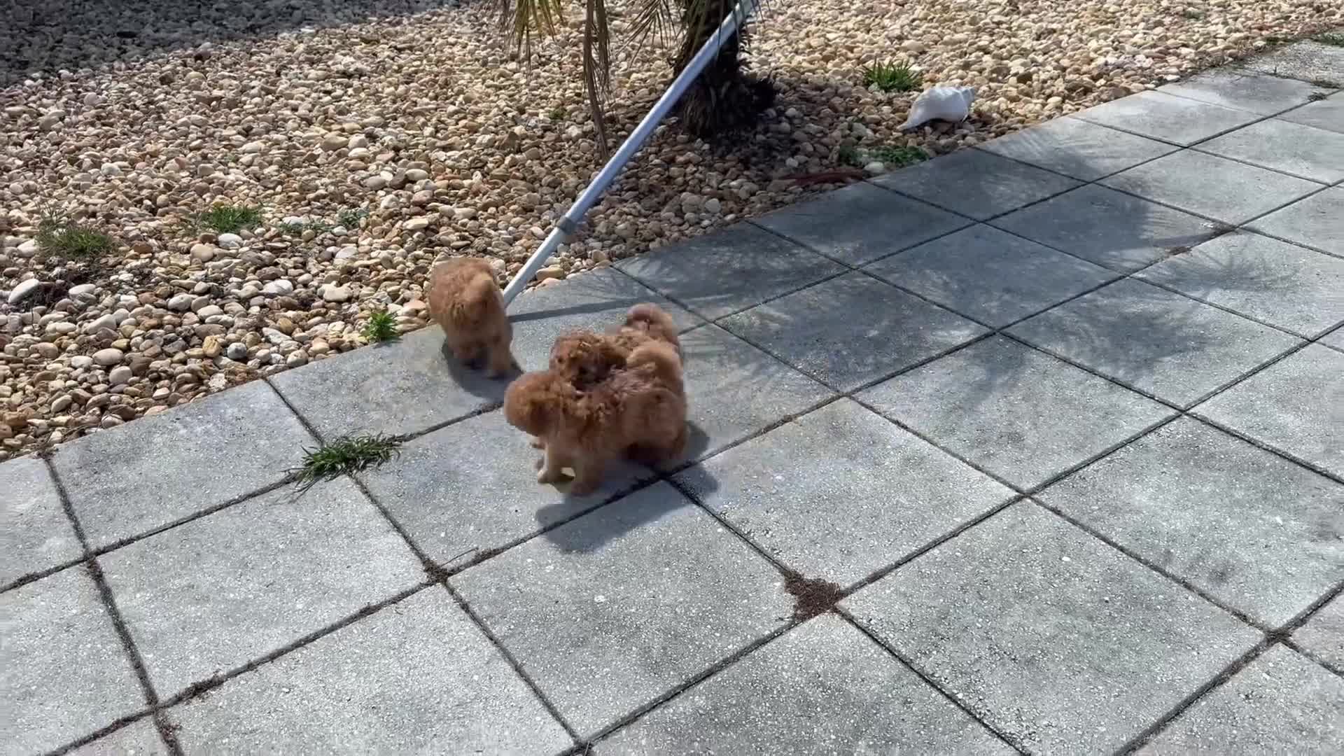 Miniature Poodle dogs for sale: Miniature Poodle Puppy 2 - Video 1