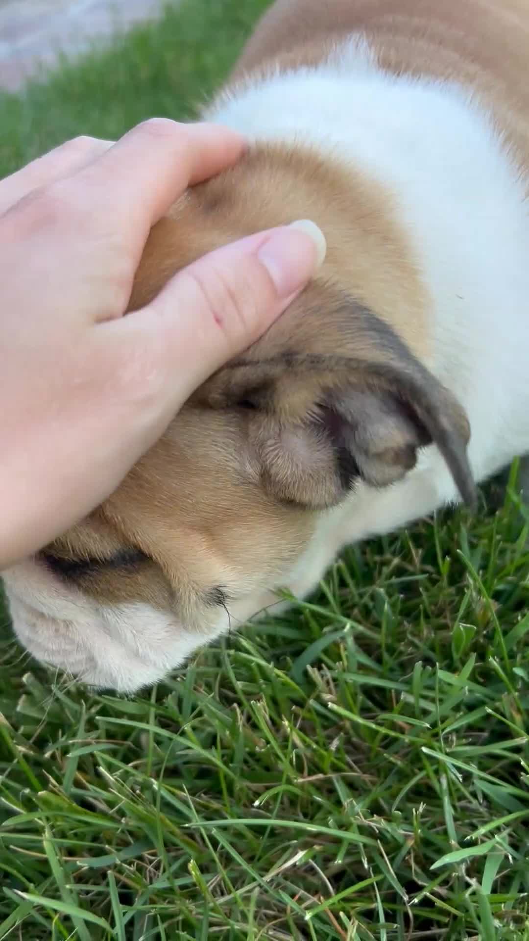 English Bulldog dogs for sale: Zander - Video 1