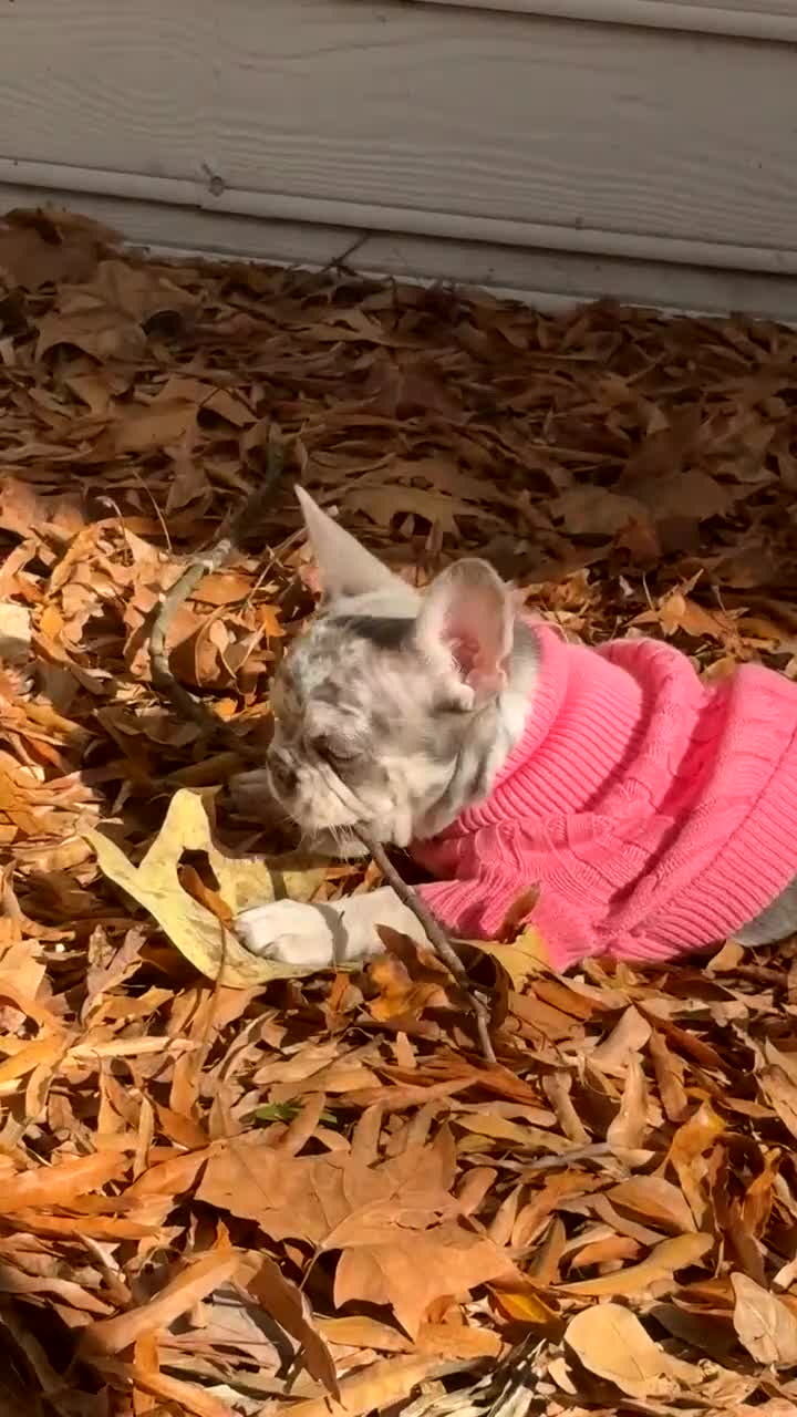 French Bulldog dogs for sale: Violet  - Video 1