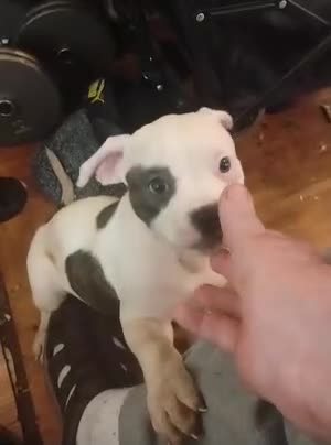 American Bulldog dogs for sale: American Bulldog 3 - Video 1