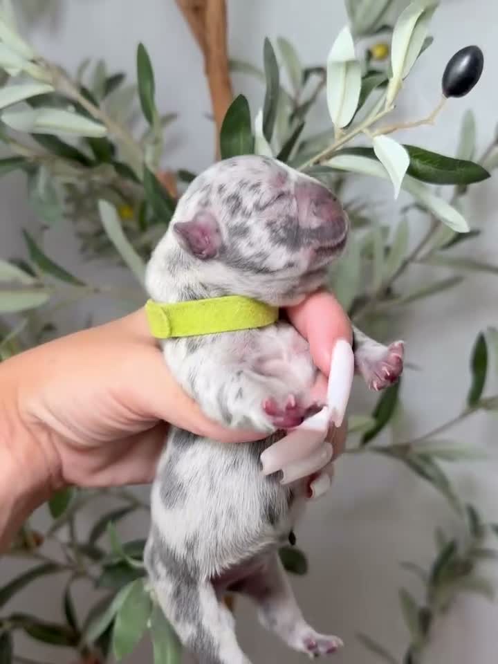 French Bulldog dogs for sale: Spellbound-Merle - Video 1