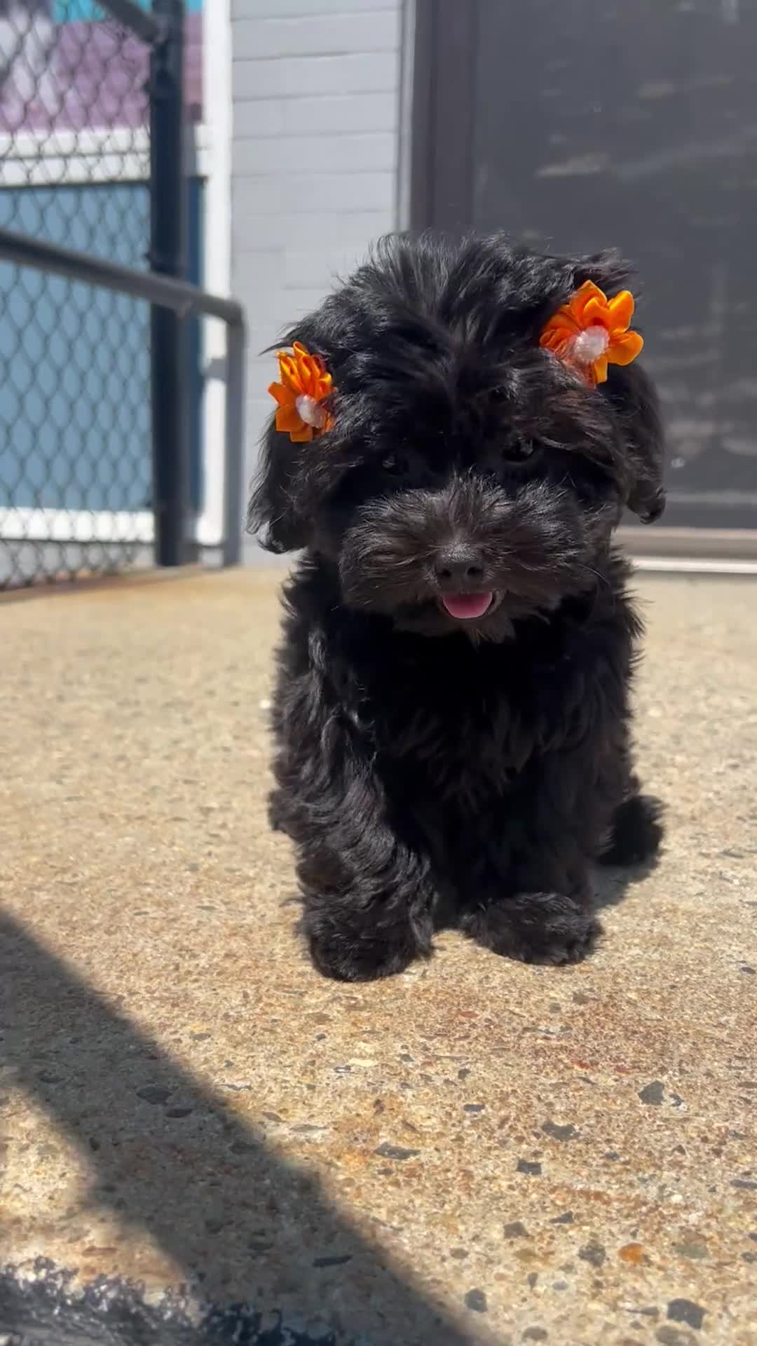 Yorkiepoo dogs for sale: Yorkiepoo 3 - Video 1