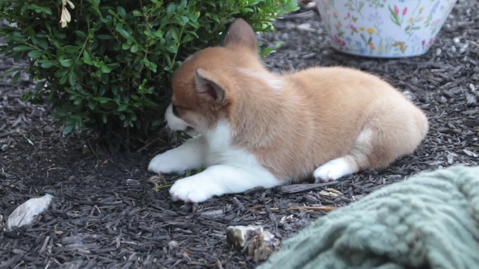 Welsh Corgi Pembroke dogs for sale: Lucky Charm Welsh Corgi Pembroke  - Video 1