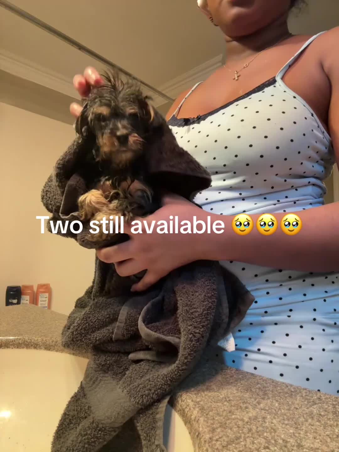 Yorkshire Terrier dogs for sale: Yorkshire Terrier Puppy 2 - Video 1