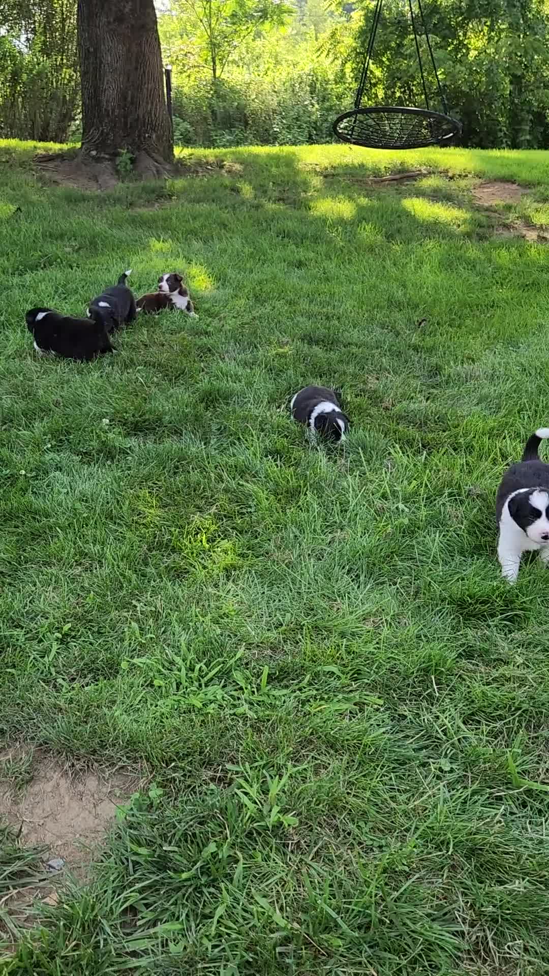 Border Collie dogs for sale: Molly- Pure Breed Border Collie - Video 3