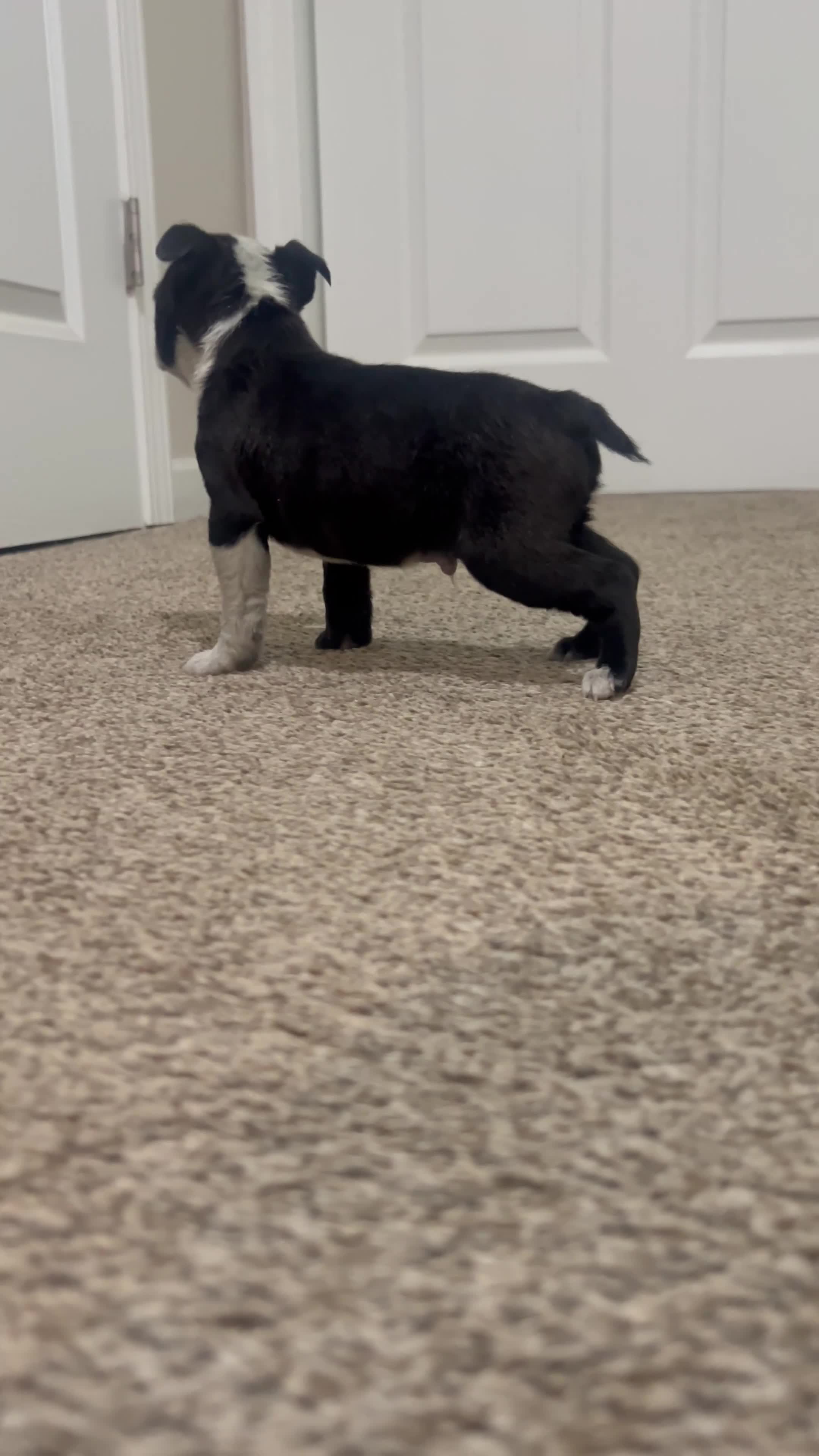 Boston Terrier dogs for sale: Ricky - Video 1