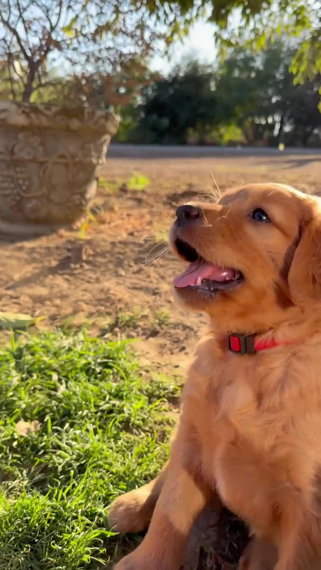Golden Retriever dogs for sale: Golden Retriever 2 - Video 1