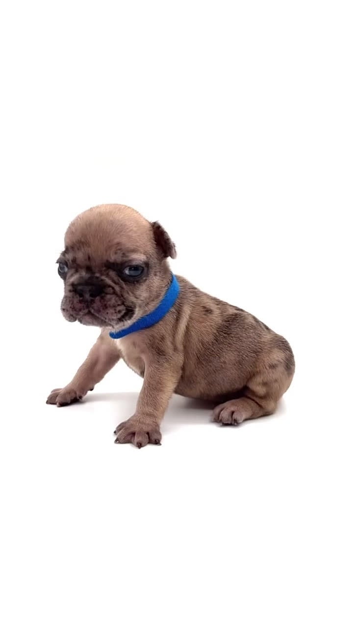 French Bulldog dogs for sale: French Bulldog Puppy 7 - Video 2