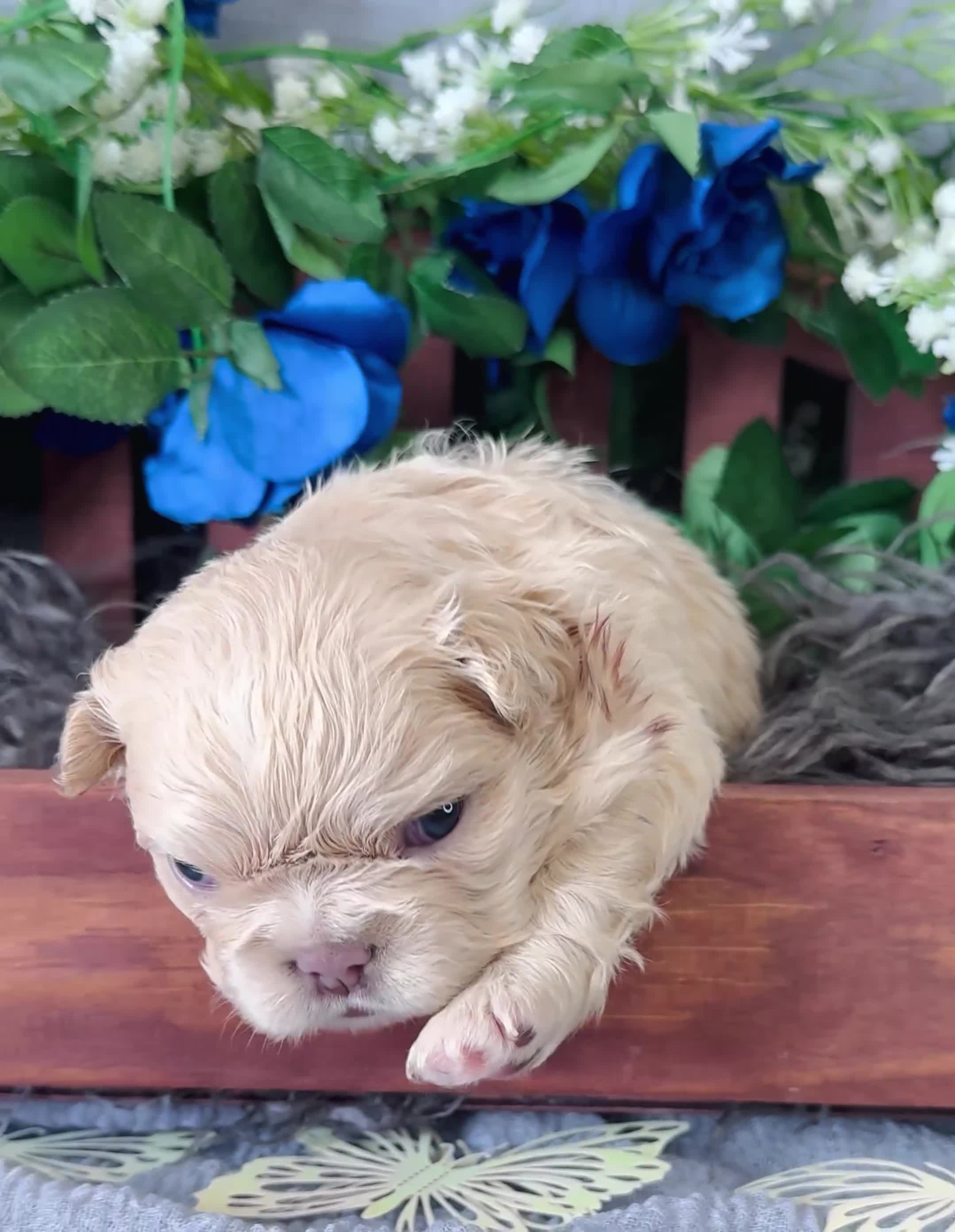 French Bulldog dogs for sale: Mrs. Pound Cake  - Video 2