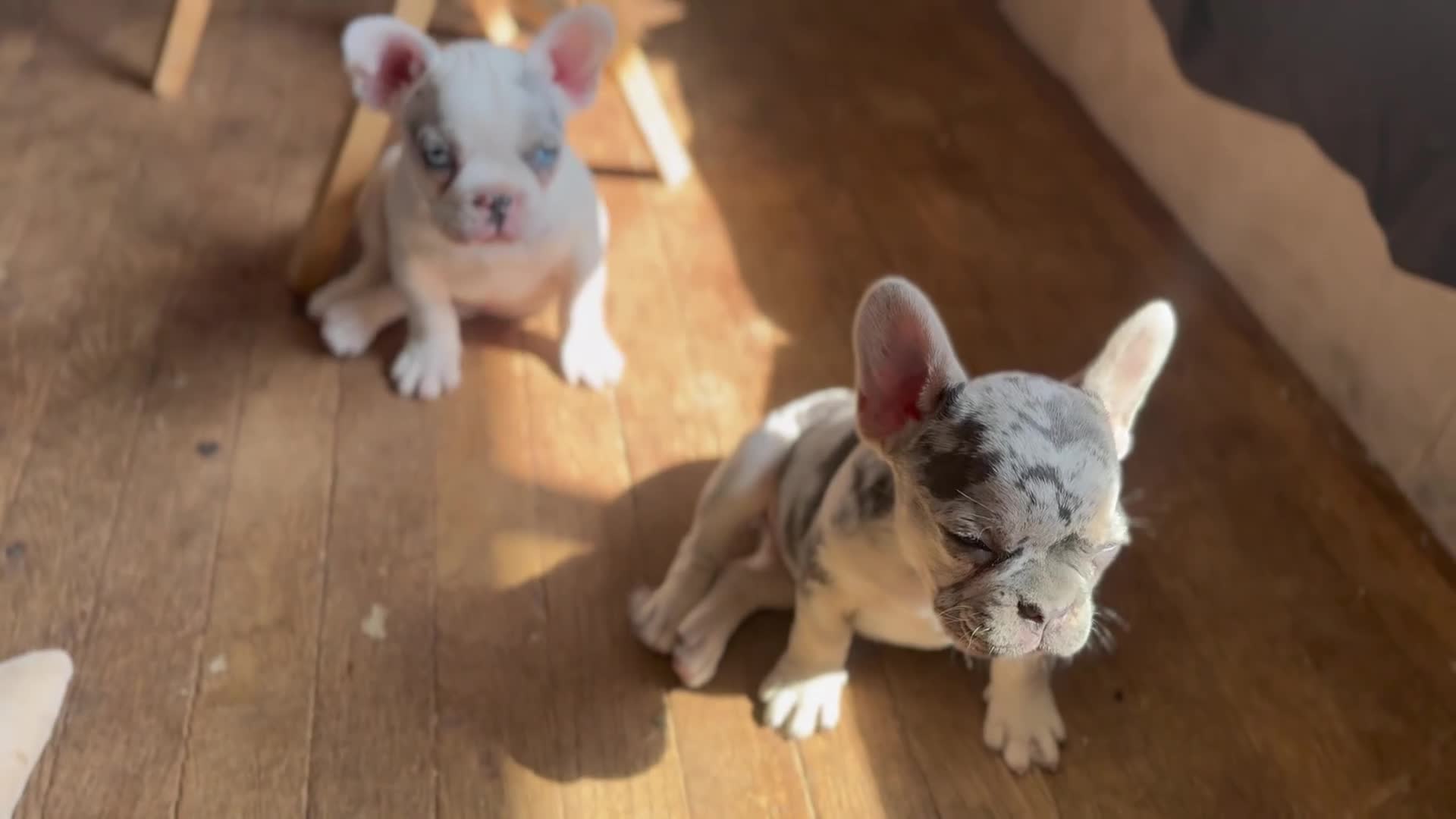 French Bulldog dogs for sale: Charlotte Mousse - Video 4