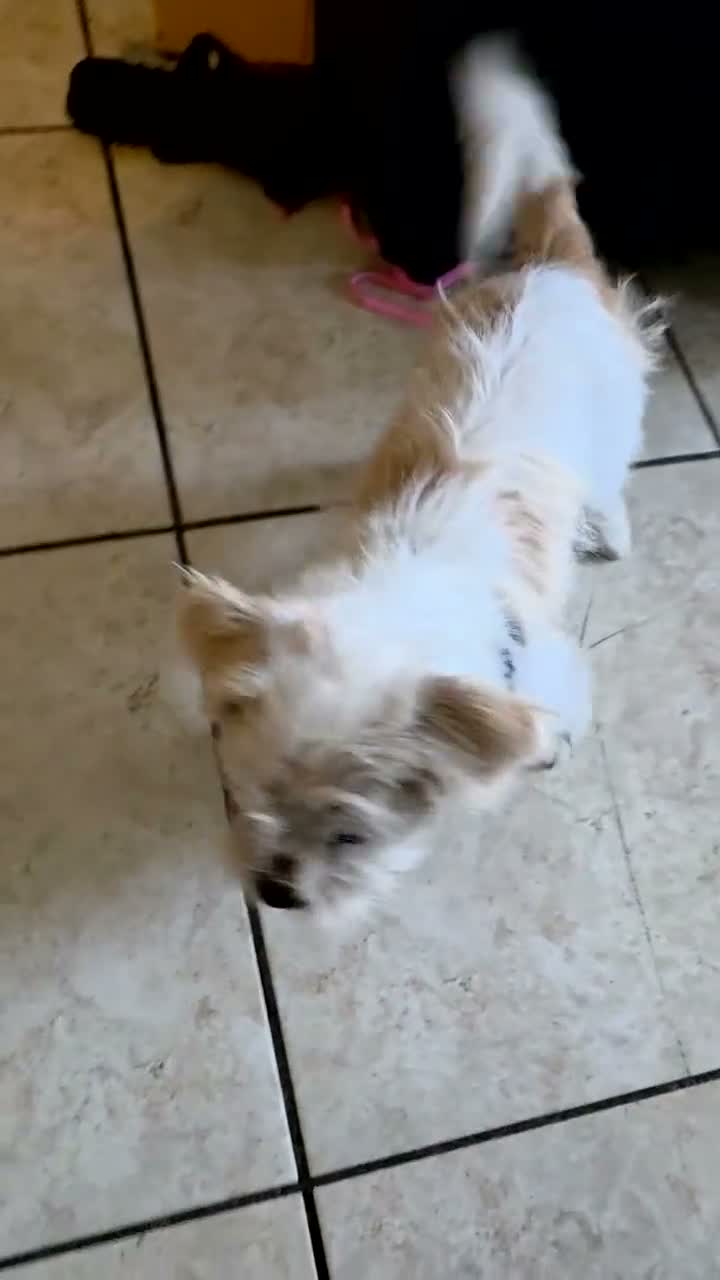 Mixed Breed dogs for sale: Puggy - Video 1